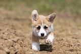 CORGI PEMBROKE 426